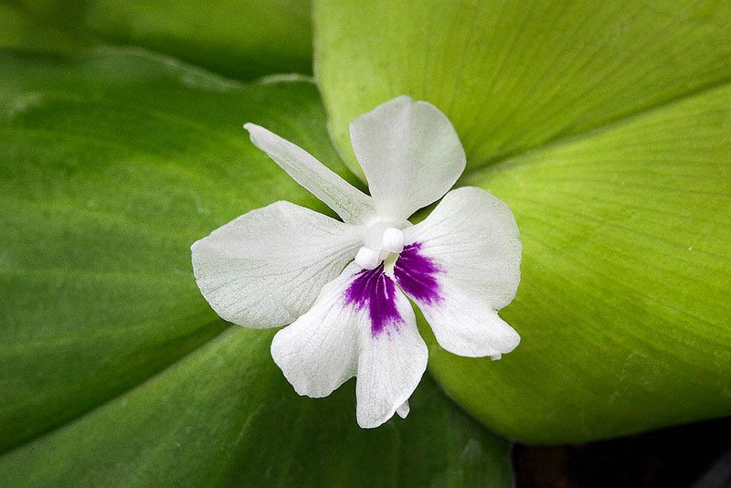 Kaempferia-galanga-fleur