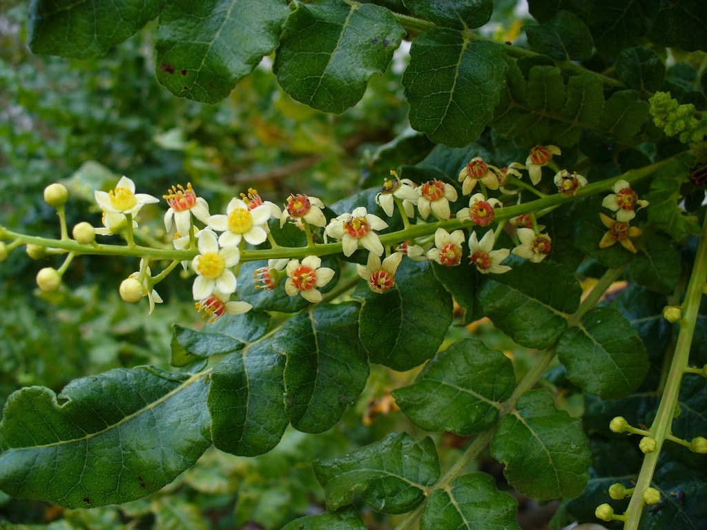 boswellia-serrata-plante-mobilityl-max